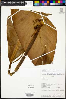 Philodendron ruizii image