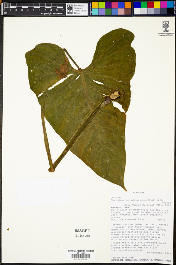 Philodendron subhastatum image