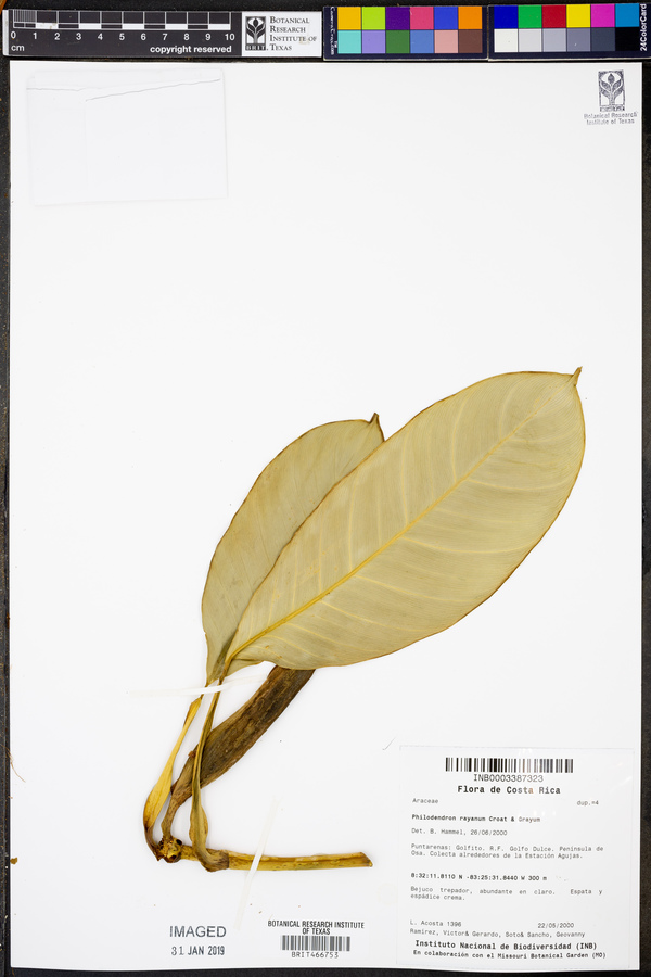 Philodendron rayanum image