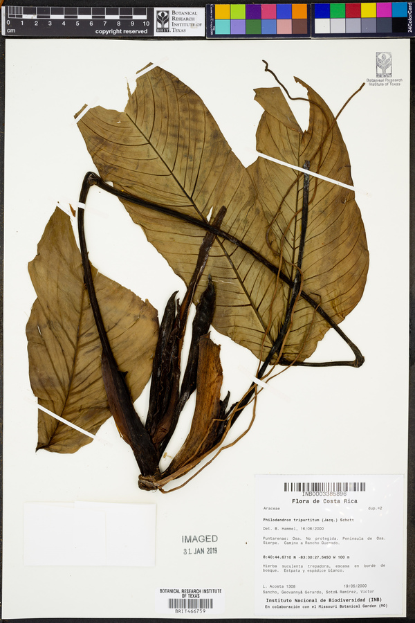 Philodendron tripartitum image