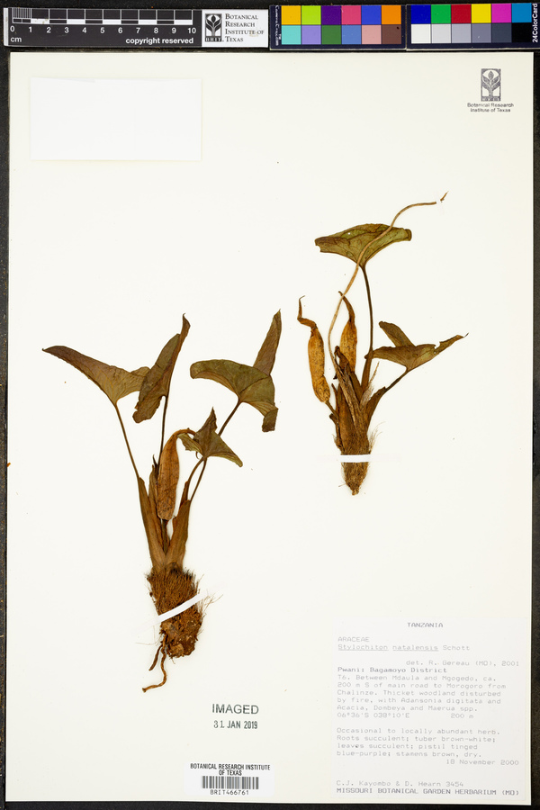 Stylochiton natalensis image