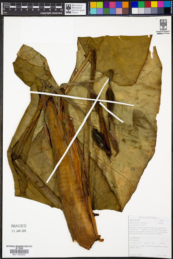 Xanthosoma dealbatum image