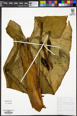 Image of Xanthosoma dealbatum