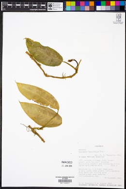 Image of Culcasia falcifolia
