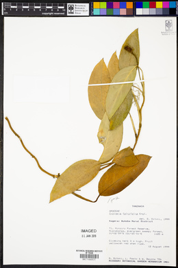 Culcasia falcifolia image