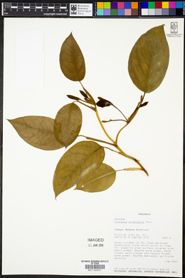 Culcasia orientalis image