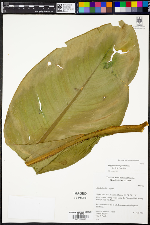 Dieffenbachia asplundii image