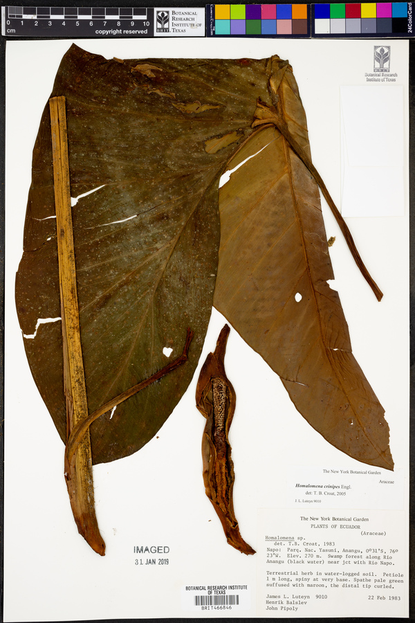 Homalomena crinipes image