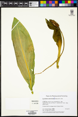 Lysichiton americanus image