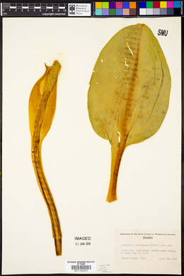 Lysichitum americanum image