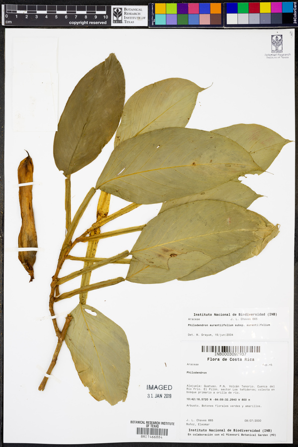 Philodendron aurantiifolium subsp. aurantiifolium image
