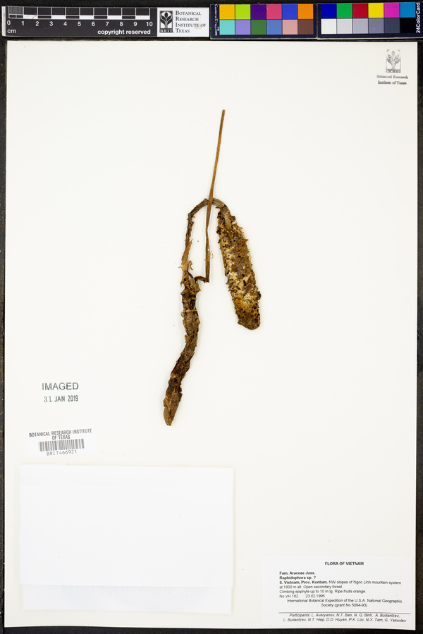 Raphidophora image