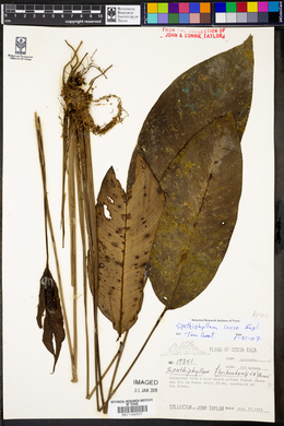 Spathiphyllum laeve image