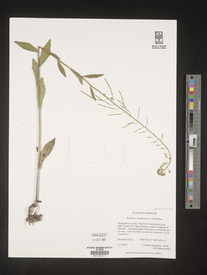 Borodinia canadensis image