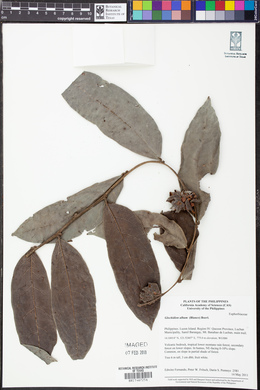 Phyllanthus albus image