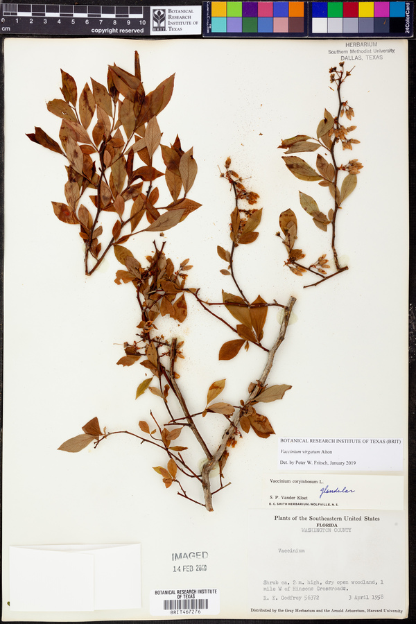 Vaccinium ashei image