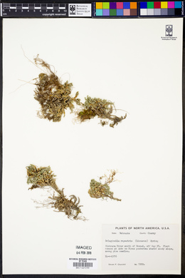 Selaginella rupestris image