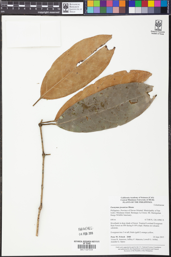 Euonymus indicus image