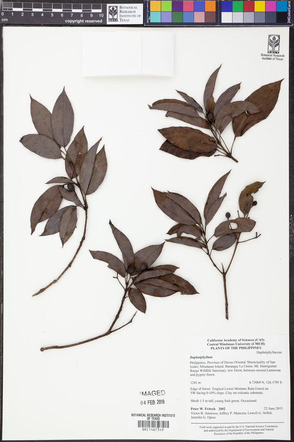 Daphniphyllum image