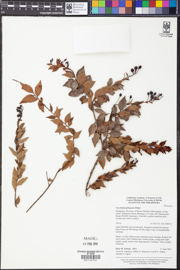 Vaccinium gitingense image