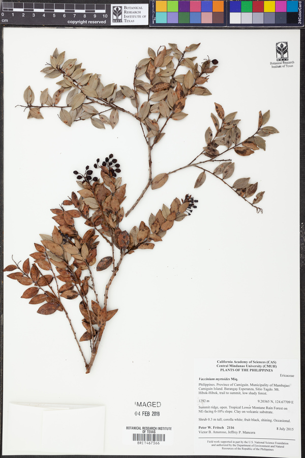 Vaccinium myrtoides image