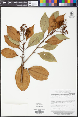 Astronia cumingiana var. bicolor image