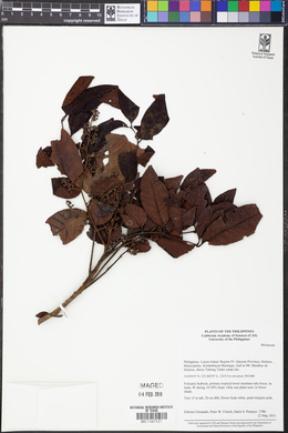 Image Associated With the Occurence