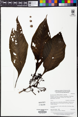 Mycetia javanica image