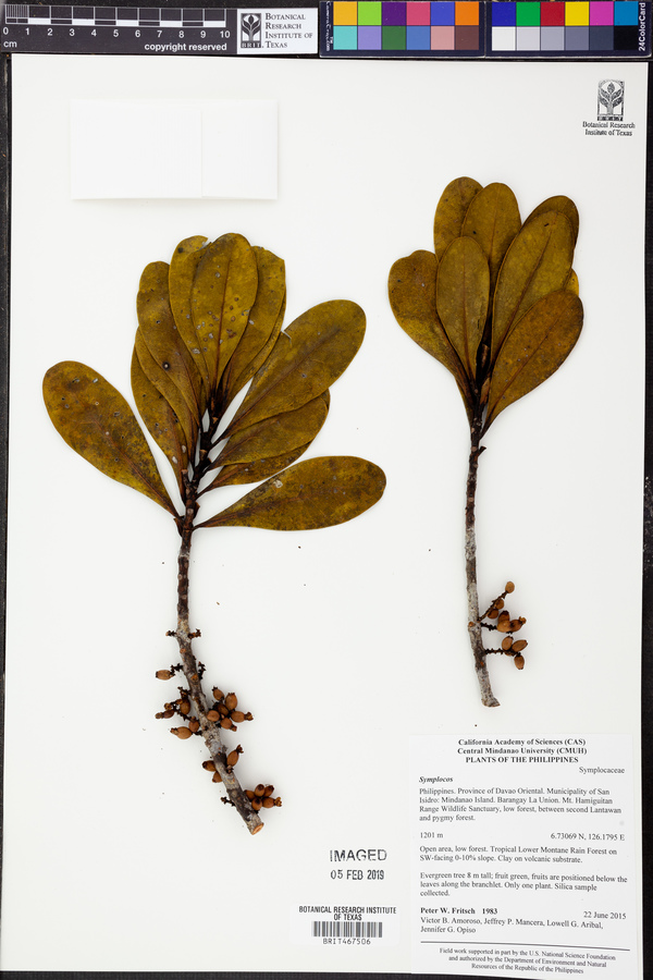 Symplocos polyandra image