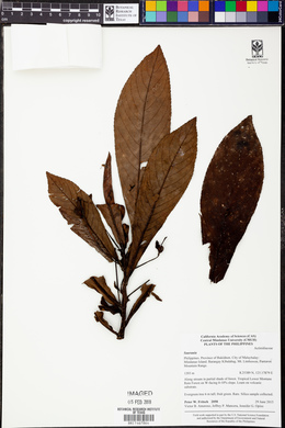 Image Associated With the Occurence
