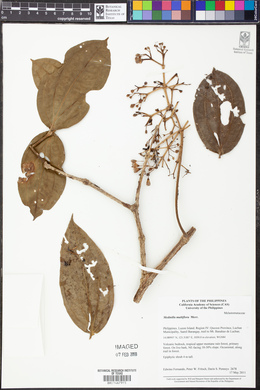 Medinilla multiflora image