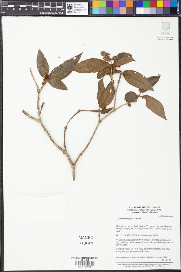 Medinilla ternifolia image