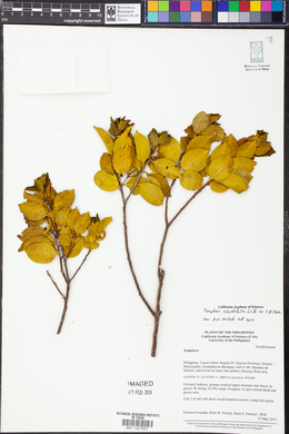 Symplocos celastrifolia image