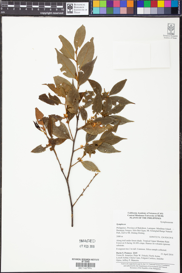 Symplocos lancifolia image