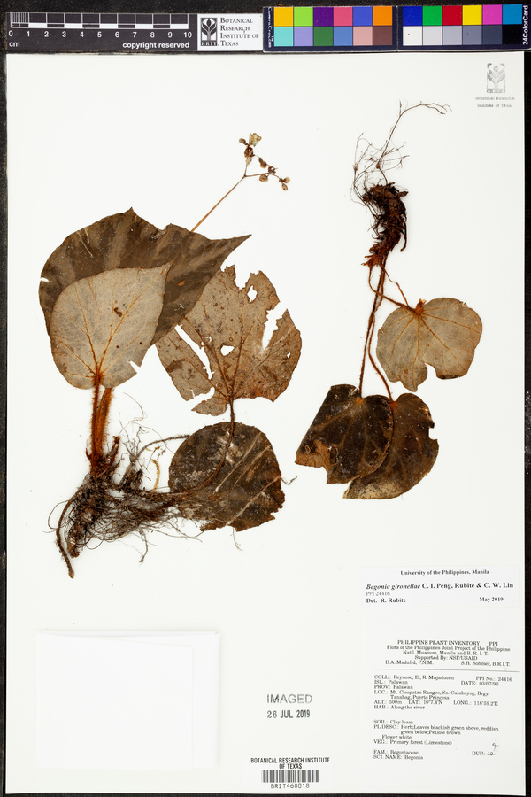 Begonia gironellae image