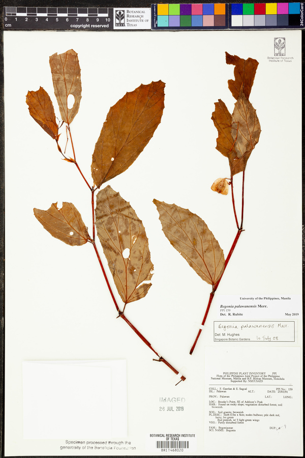 Begonia palawanensis image