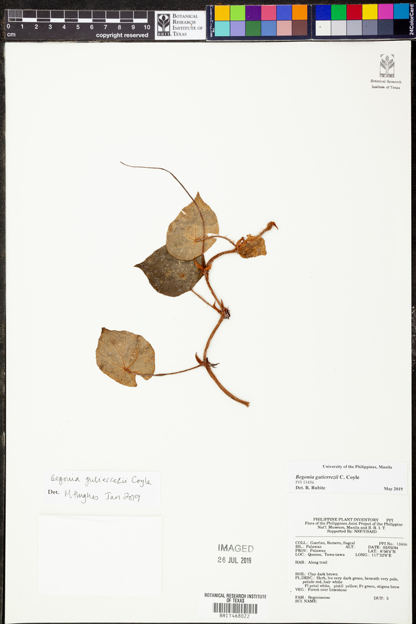 Begonia gutierrezii image