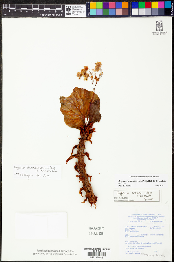 Begonia elnidoensis image