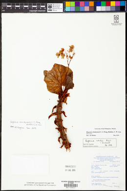 Image of Begonia elnidoensis