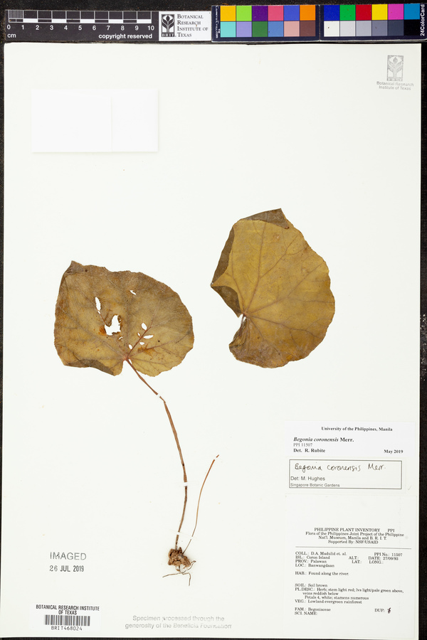 Begonia coronensis image