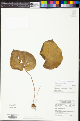 Image of Begonia coronensis