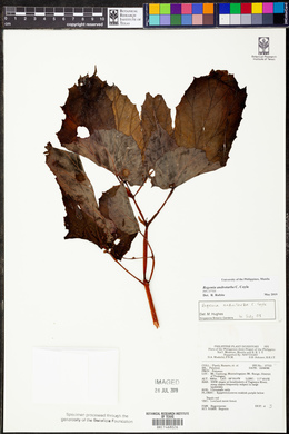 Begonia androturba image