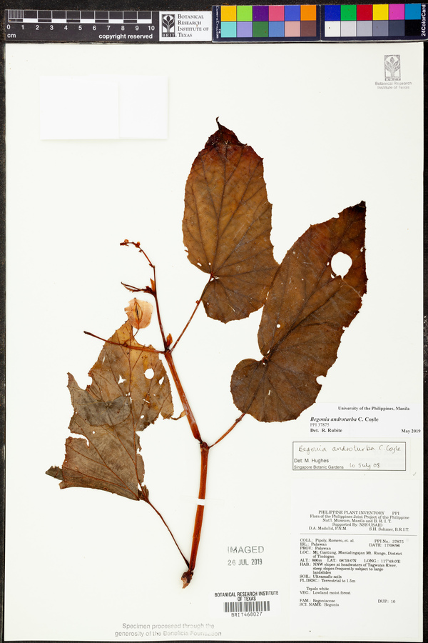 Begonia androturba image