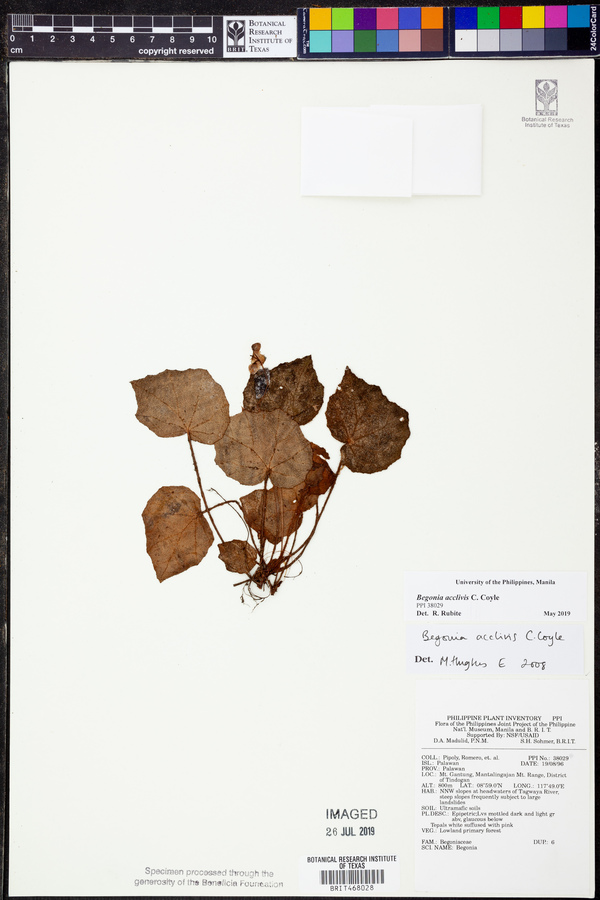 Begonia acclivis image