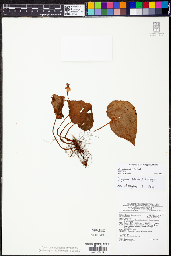 Begonia acclivis image