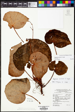 Begonia acclivis image