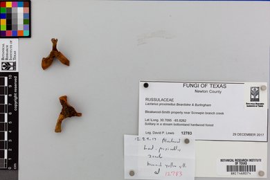 Lactarius proximellus image