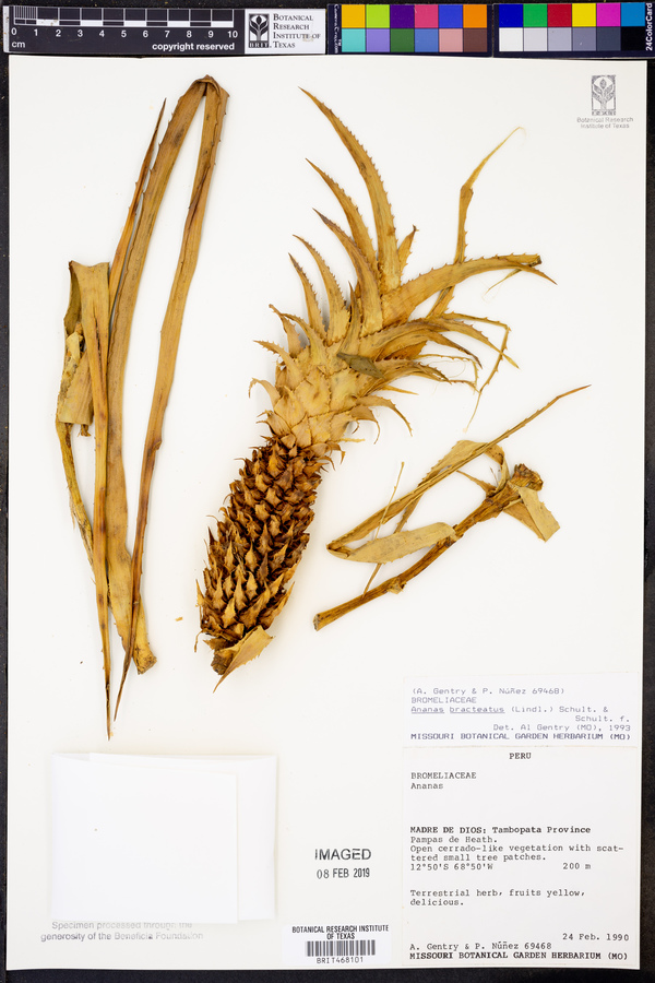 Ananas comosus var. bracteatus image