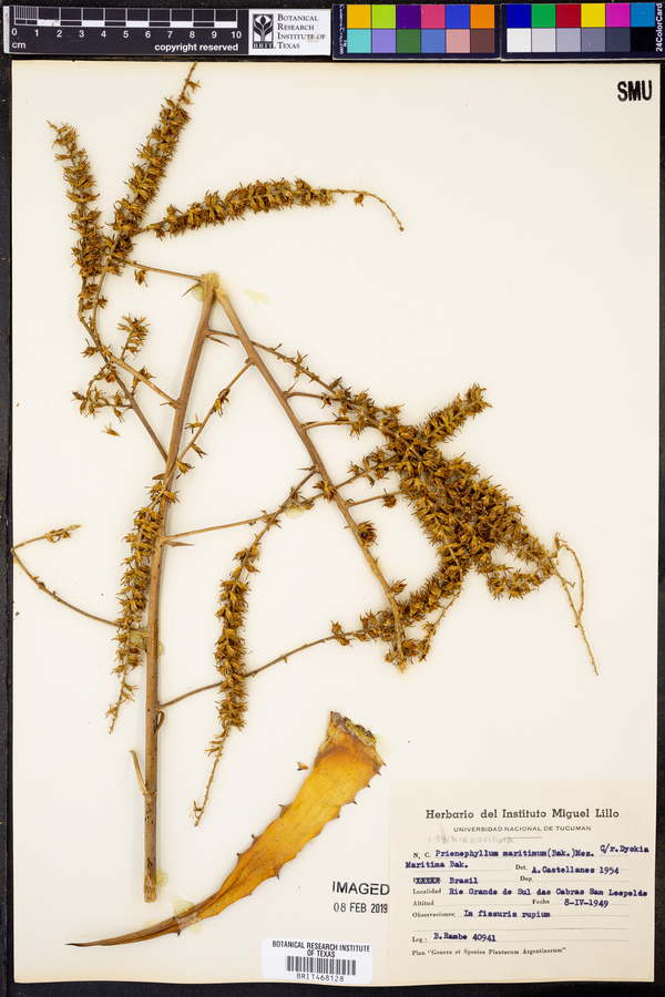 Dyckia maritima image