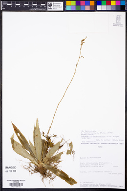 Fosterella penduliflora image